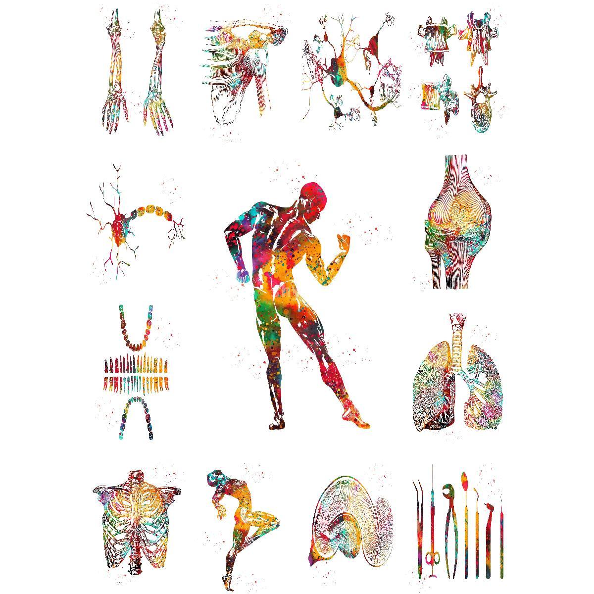 Interior Design Landscape - Anatomiczna struktura mięśni plakat edukacyjny drukowany